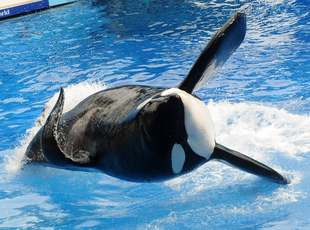 Tilikum, SeaWorld, Sea World, Killer Whale Tilikum, SeaWorld, Sea World, Killer Whale